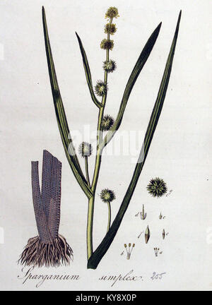 Illustration botanique de *Sparganium simplex*, une espèce végétale, tirée du volume 4 de *Flora Batava*. Banque D'Images