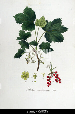 Illustration botanique de *Ribes rubrum*, communément appelé cassis rouge, du volume 7 de *Flora Batava*. Banque D'Images