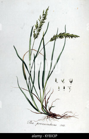 Illustration botanique de *Poa procumbens*, une espèce de graminée, tirée du volume 5 de *Flora Batava*. Banque D'Images