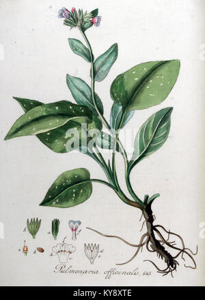 Pulmonaria officinalis, ou lungwort, est présenté dans Flora Batava, une œuvre botanique renommée. La représentation comprend des illustrations détaillées et des descriptions de cette espèce végétale, soulignant ses caractéristiques botaniques. Banque D'Images