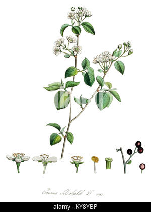 Illustration botanique de *Prunus mahaleb*, communément appelé cerise mahaleb, du volume 14 de *Flora Batava*. Banque D'Images