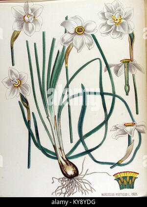 Illustration botanique de Narcisse poeticus de Flora Batava, volume 1, montrant la morphologie des fleurs, les feuilles et la structure des tiges pour étude scientifique. Banque D'Images
