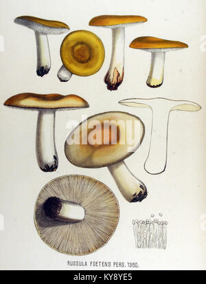 Russula foetens, une espèce de champignon illustrée dans Flora Batava volume 17, documentant la flore néerlandaise et les caractéristiques botaniques. Banque D'Images