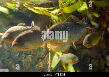 Mythes entourent piranha rouge dans un aquarium Banque D'Images