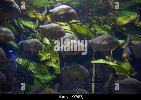 Mythes entourent piranha rouge dans un aquarium Banque D'Images