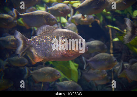 Mythes entourent piranha rouge dans un aquarium Banque D'Images