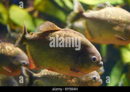 Mythes entourent piranha rouge dans un aquarium Banque D'Images