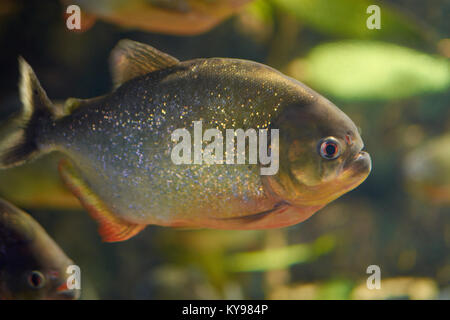 Mythes entourent piranha rouge dans un aquarium Banque D'Images