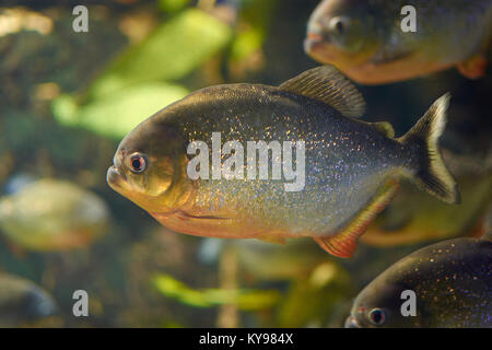 Mythes entourent piranha rouge dans un aquarium Banque D'Images