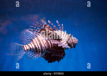 Pterois (poisson-papillon, poisson zèbre etc.) avec de longues nageoires venimeuses dans la Blue Water Banque D'Images