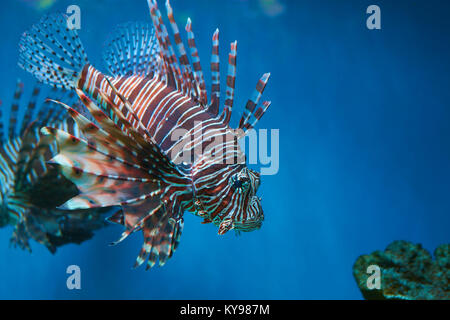 Pterois (poisson-papillon, poisson zèbre etc.) avec de longues nageoires venimeuses dans la Blue Water Banque D'Images