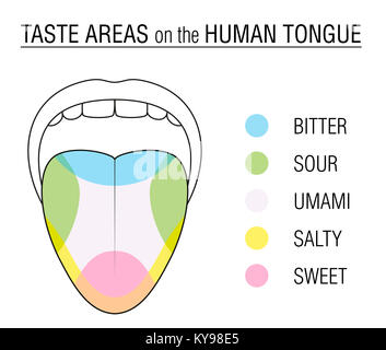 Le goût de la langue humaine - division de couleur avec des zones de papilles pour amer, aigre, doux, salé et la perception de l'umami. Banque D'Images