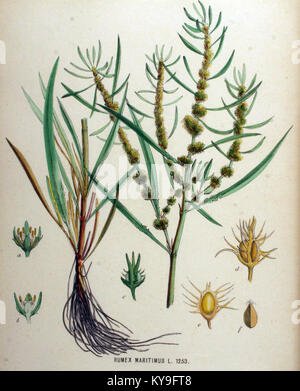 Illustration de Rumex maritimus de Flora Batava volume 16, documentant cette espèce végétale néerlandaise à travers une représentation botanique détaillée. Banque D'Images