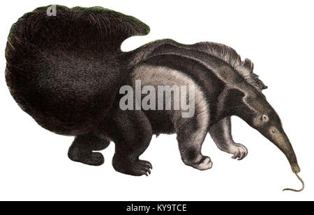 Histoire naturelle de l'Animal Kingdom pour l'utilisation de jeunes (XV) de la plaque (Myrmecophaga tridactyla) Banque D'Images