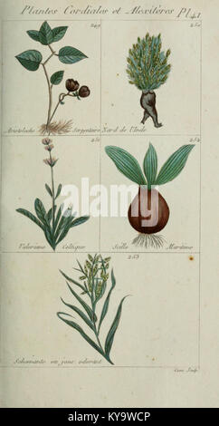 Plantes usuelles, indigènes et exotiques (Pl. 41) (6103451199) Banque D'Images