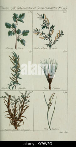 Plantes usuelles, indigènes et exotiques (Pl. 95) (6104012996) Banque D'Images