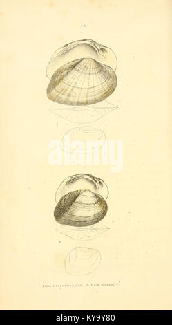 Monographie de la famille des unionidés (Planche XII, fig. 1) (6376873125) Banque D'Images