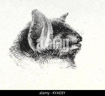 Illustration tirée des archives zoologiques du voyage du H.M.S. Beagle, montrant des espèces animales observées au cours de l'expédition et documentées dans des études scientifiques du début du XIXe siècle. Banque D'Images