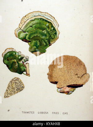 Trametes gibbosa est une espèce de champignon trouvée dans la série Flora Batava. Il joue un rôle crucial dans la décomposition du bois, aidant dans le processus naturel de décomposition. Cette espèce est reconnue pour son aspect unique et fait partie d'une référence botanique détaillée sur les plantes indigènes. Banque D'Images
