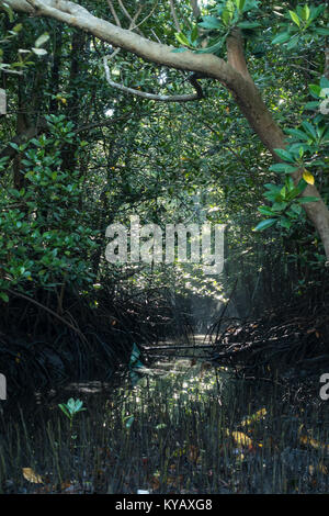 Tôt le matin, la lumière du soleil filtre à travers les arbres dans les mangroves près de Parc National de Tangkoko, nord de Sulawesi, en Indonésie. Banque D'Images