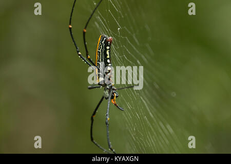 Libre d'un grand globe doré araignée dans sa toile dans le Parc National de Tangkoko, Sulawesi, Indonésie Banque D'Images