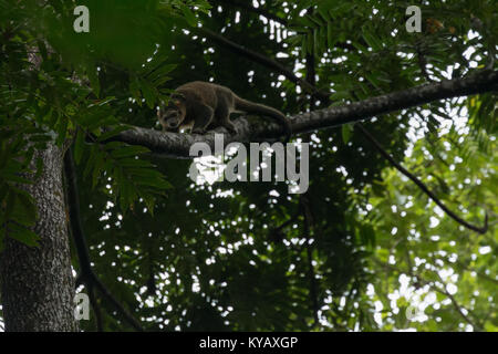 Rare le Sulawesi ou Célèbes bear phalanger Bulbul Bimaculé (ursinus) dans un arbre dans le Parc National de Tangkoko, nord de Sulawesi, en Indonésie. Banque D'Images