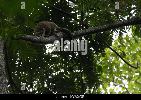 Rare le Sulawesi ou Célèbes bear phalanger Bulbul Bimaculé (ursinus) dans un arbre dans le Parc National de Tangkoko, nord de Sulawesi, en Indonésie. Banque D'Images