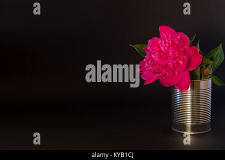 Big Pink peony feuilles en étain sur un fond texturé noir Banque D'Images