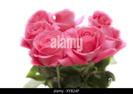 Bouquet de roses roses sur fond blanc Banque D'Images