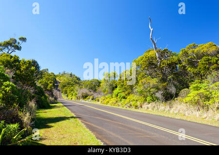 Le Kokee State Park road through rainforest à Kauai, Hawaï. Banque D'Images