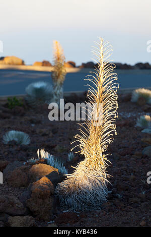 Bromo Cratère Haleakala un dans le dernier soleil de la journée, New York. Banque D'Images