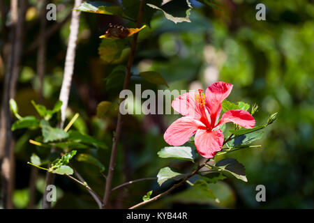 Fleur d'un hibiscus à Maui, Hawaii. Banque D'Images