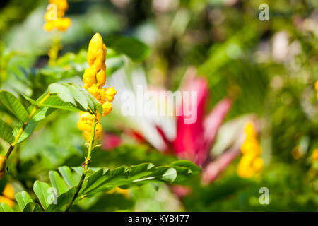 Fleurs jaunes dans un jardin tropical à Maui, Hawaii. Banque D'Images