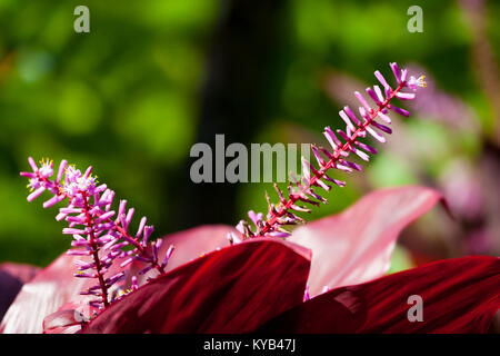 Une plante rouge Hawaiian Ti à Maui, Hawaii. Banque D'Images