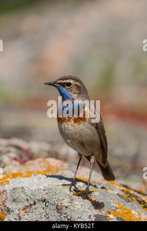 Gorgebleue à miroir, mâle sur l'rock, (Luscinia svecica) Banque D'Images