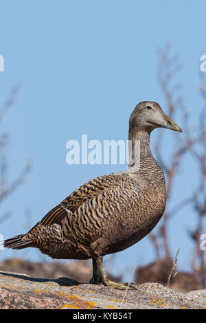 L'Eider à duvet (Somateria mollissima), Femme Banque D'Images