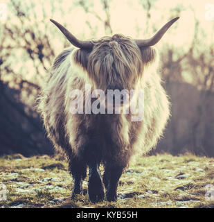 Une vache highland écossais dans l'hiver Gel Banque D'Images