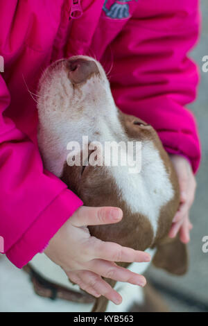 Bull-terrier américain de mine dog donnant un tout-petit dans un baiser vêtements rose Banque D'Images