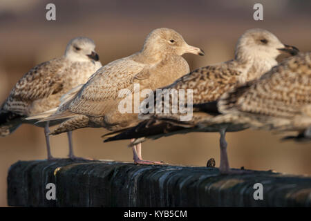 Goéland bourgmestre (Larus hyperboreus) juvénile et le Goéland marin (Larus marinus) juvéniles Banque D'Images