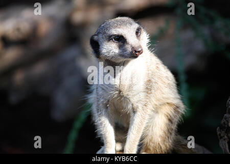 Meerkat face Banque D'Images