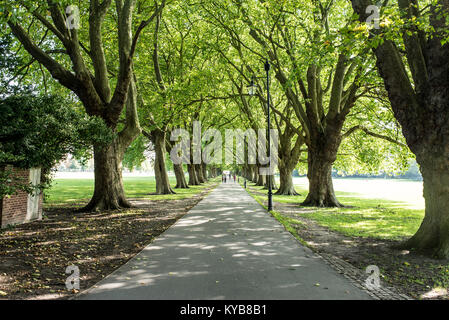 Longs et droits avenue dans parc public avec de grands arbres sur le côté Banque D'Images