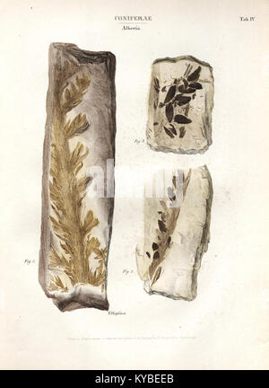 Planche IV tirée de 'monographie des plantes fossiles du grès bigarré de la chaine des Vosges', illustrant les plantes fossiles de la formation de grès des Vosges, documentant les découvertes paléobotaniques en France. Banque D'Images