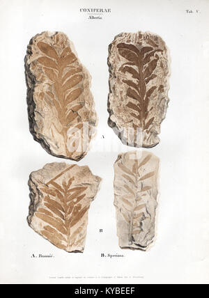 Cet ouvrage 'monographie des plantes fossiles du grès bigarré de la chaine des Vosges' (Tab. V) documente les plantes fossiles du grès des Vosges, mettant en évidence la classification paléobotanique et la morphologie. Banque D'Images