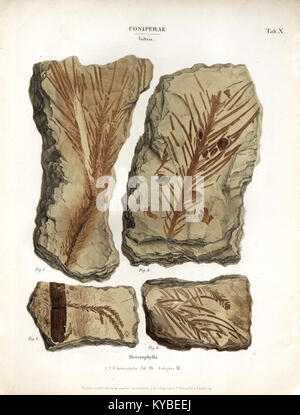Planche X de 'monographie des plantes fossiles du grès bigarré de la chaine des Vosges', illustrant des espèces végétales fossiles et leur contexte géologique en France. Banque D'Images