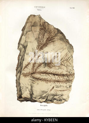 Cette image est une plaque de la 'monographie des plantes fossiles du grès bigarré de la Chaîne des Vosges', un travail scientifique sur les plantes fossiles des Vosges. Banque D'Images