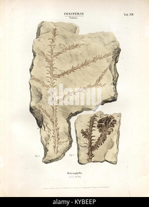 Illustration scientifique tirée de la monographie des plantes fossiles représentant des plantes fossiles dans le grès panégé des Vosges, mettant l'accent sur l'étude paléobotanique et le contexte géologique. Banque D'Images