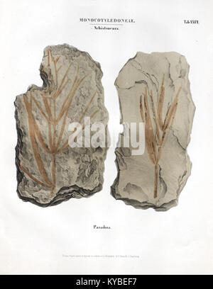 Planche XXVI tirée de 'monographie des plantes fossiles du grès bigarré de la Chaîne des Vosges', illustrant des plantes fossiles de la formation de grès panachée des Vosges. Banque D'Images