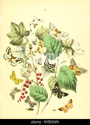 Le Musée entomologique illustré est un musée présentant une grande variété de spécimens d’insectes, offrant des ressources visuelles et pédagogiques pour comprendre l’entomologie. La collection comprend des espèces locales et exotiques avec des illustrations détaillées. Banque D'Images