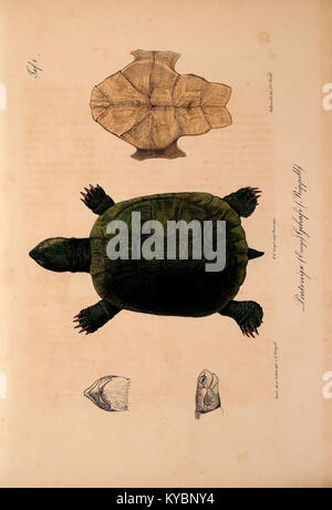 Une plaque illustrée de la publication de 1842 'Neue Wirbelthiere zu der Fauna von Abyssinien gehörig', montrant des espèces de vertébrés nouvellement identifiées d'Abyssinie avec des dessins scientifiques détaillés. Banque D'Images