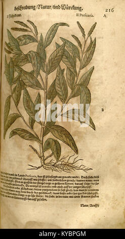 Une page illustrée de la 'Nouvelle Kreüterbuch', avec des représentations détaillées de plantes médicinales. Le livre sert de source clé pour comprendre la botanique et la pharmacologie de l'époque de la Renaissance. Banque D'Images